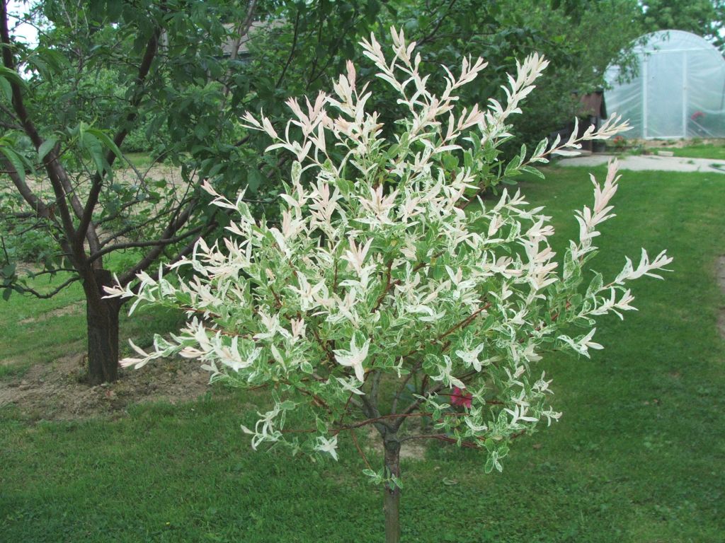 Dappled Willow (Salix integra 'Hakuro-nishiki') plant