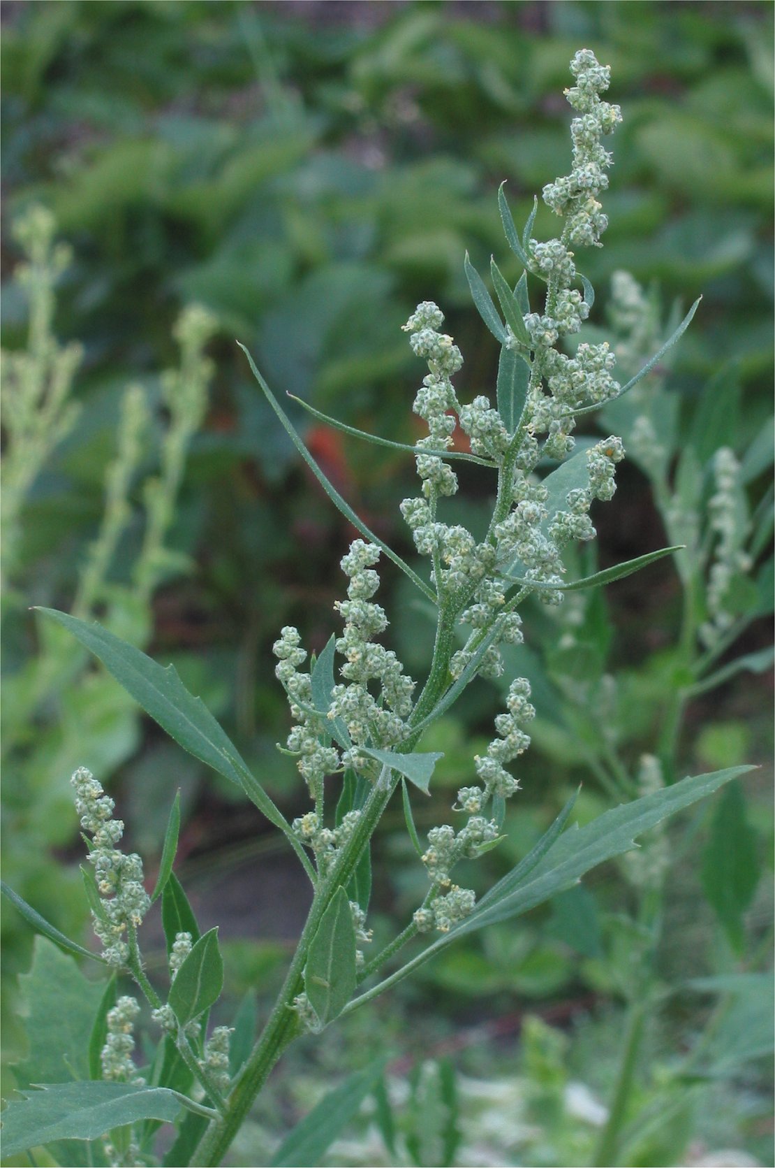 Dark Lamb's Quarters (Chenopodium album 'Atropurpureum') plant