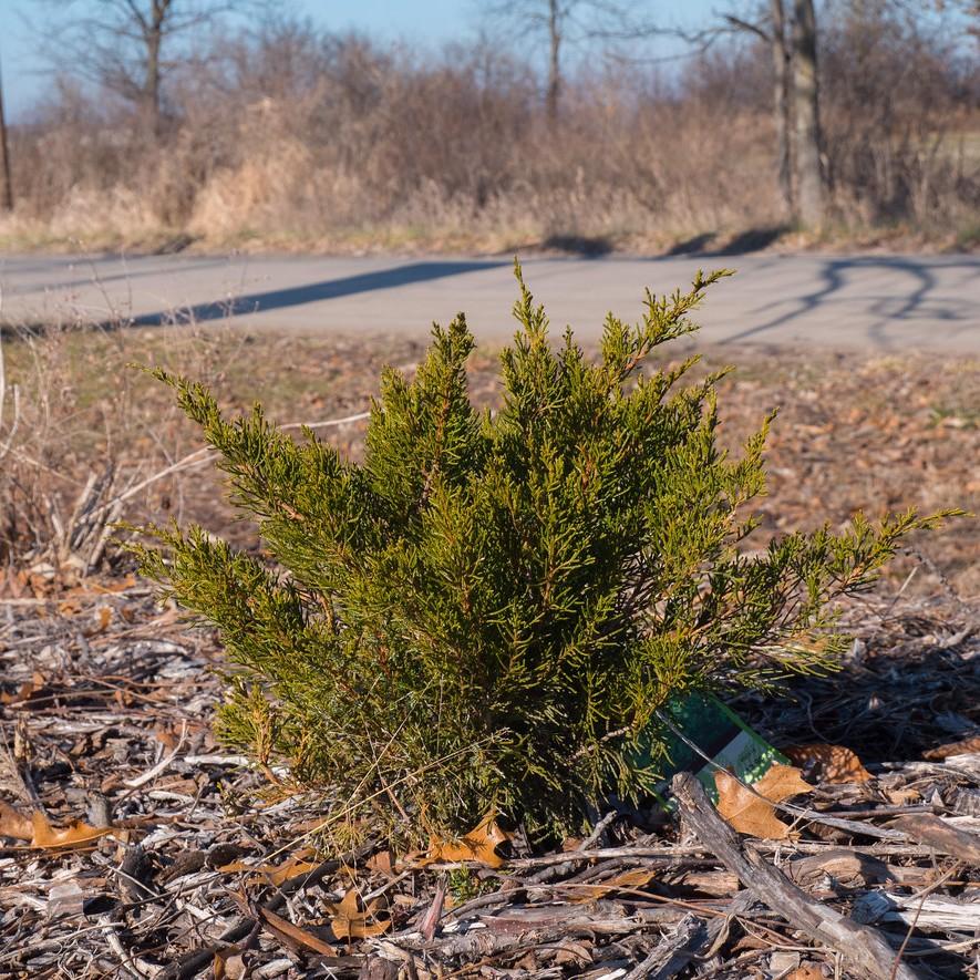 Daub's Frosted Juniper (tree form) (Juniperus x media 'Daub's Frosted (tree form)') plant — close-up photo