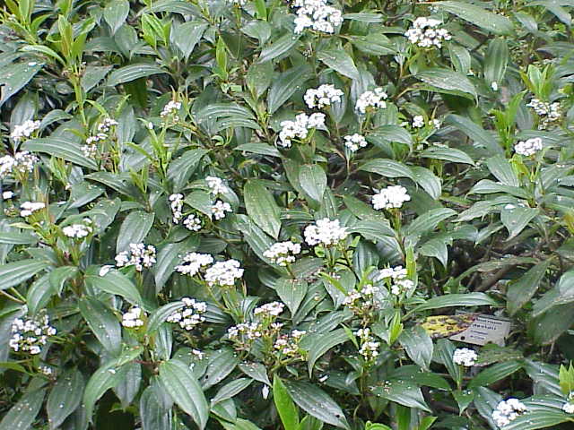 David Viburnum (Viburnum davidii) plant