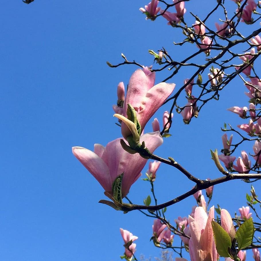 Daybreak Magnolia (Magnolia 'Daybreak') plant — close-up photo