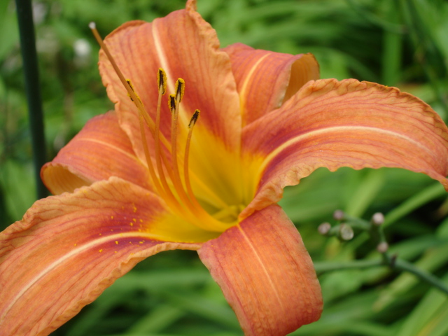 Daylily (Hemerocallis fulva) plant