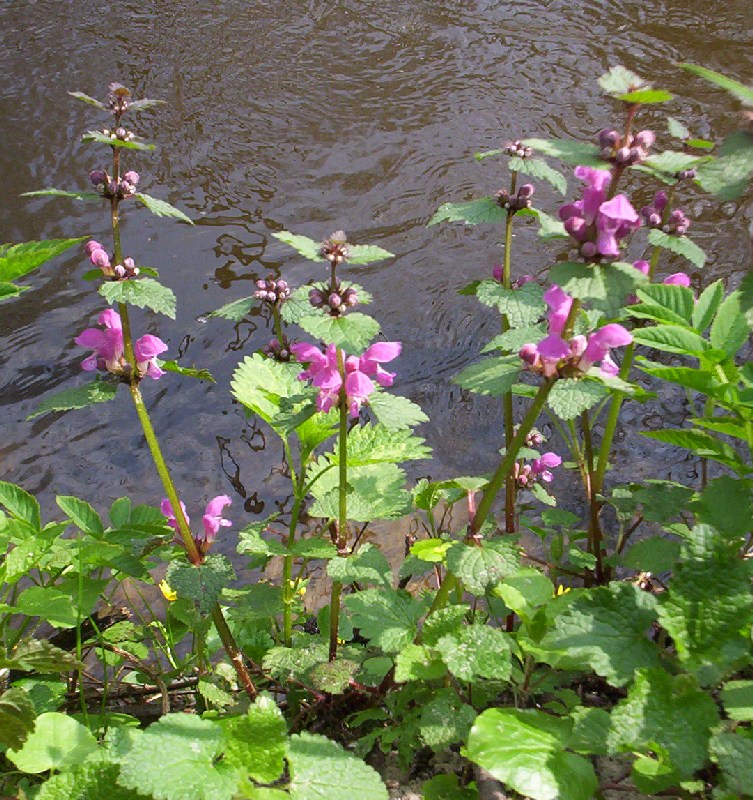 Deadnettle (Lamium maculatum) plant