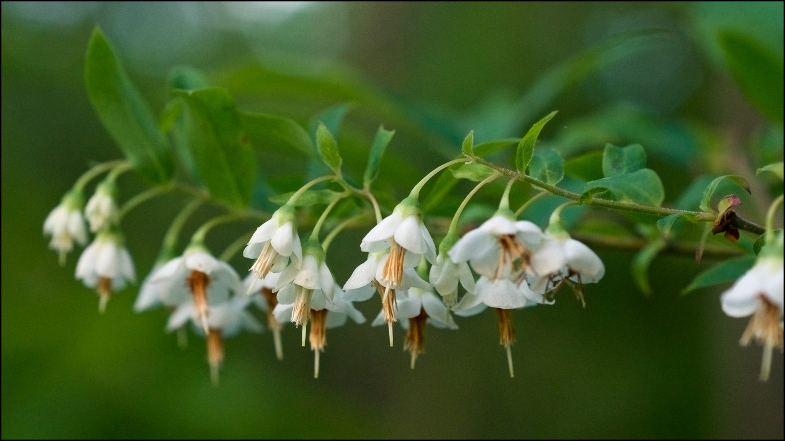 Deerberry (Vaccinium stamineum) plant