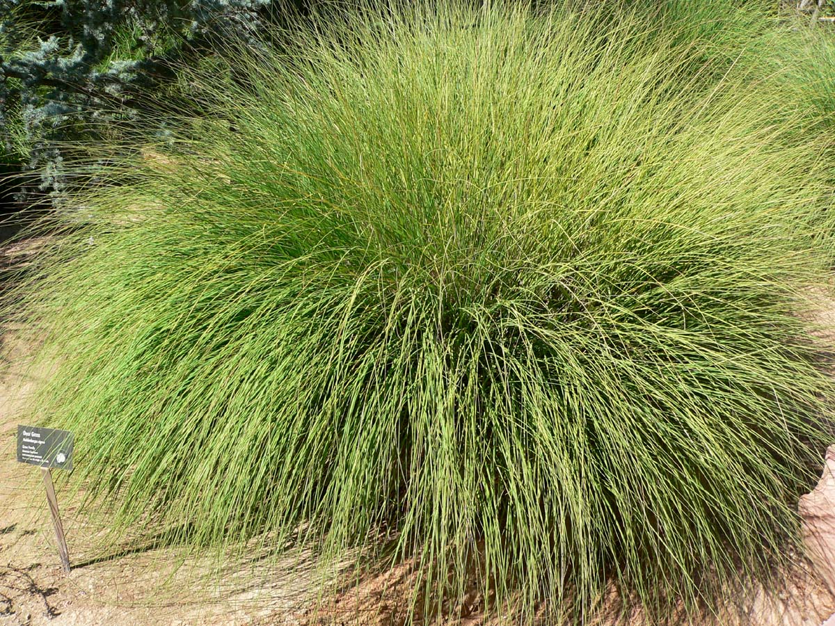 Deergrass (Muhlenbergia rigens) plant