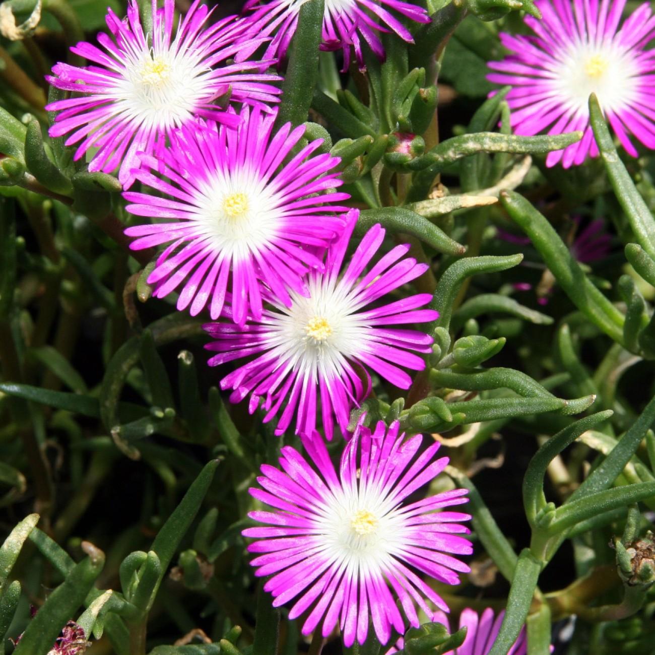 delosperma (Delosperma floribundum 'Starburst') plant