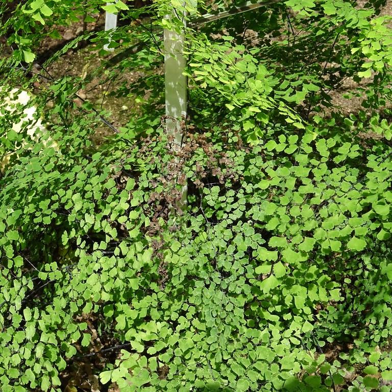 delta maidenhair fern (Adiantum raddianum) plant — close-up photo