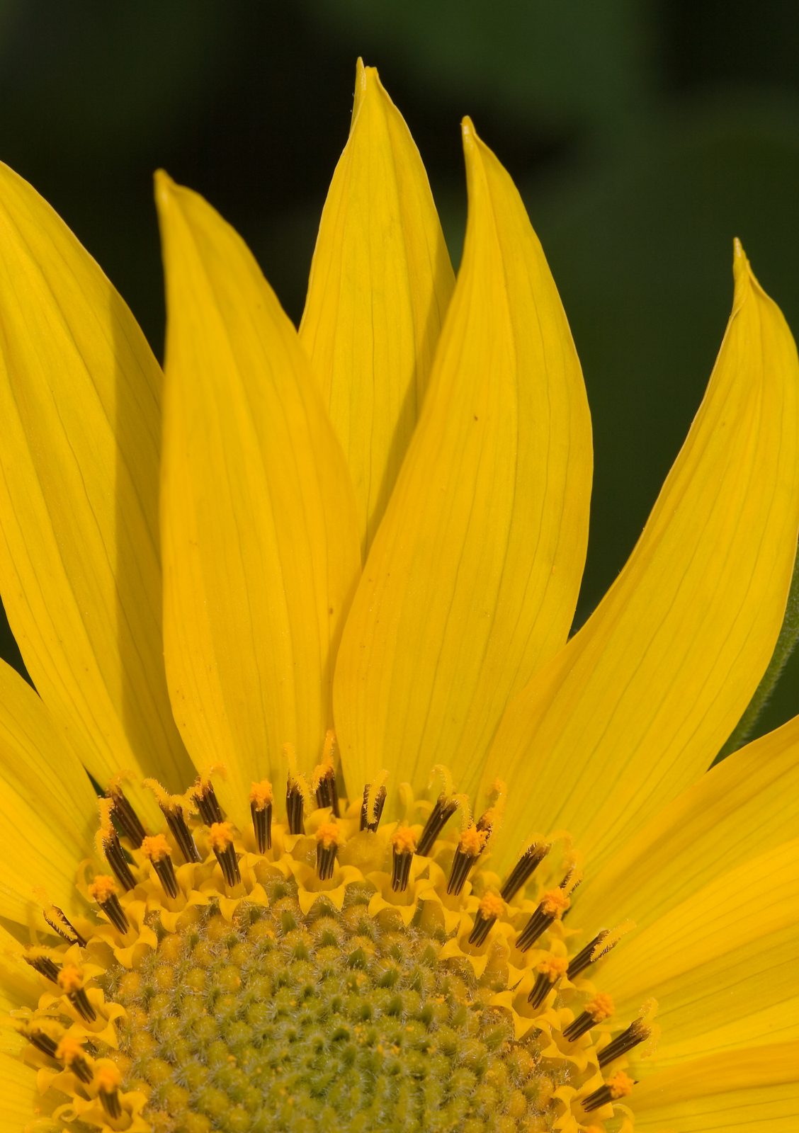 Deltoid Balsamroot (Balsamorhiza deltoidea) plant