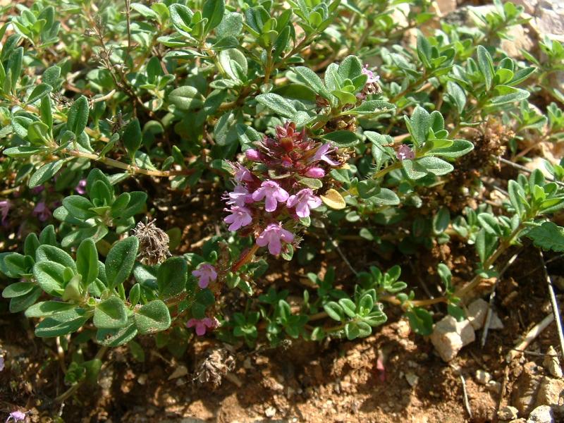 Dense Longwood Thyme (Thymus serpyllum 'Dense Longwood') plant