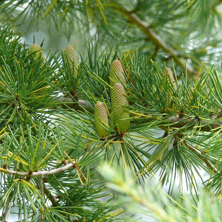 Deodar Cedar (Cedrus deodara) plant — close-up photo