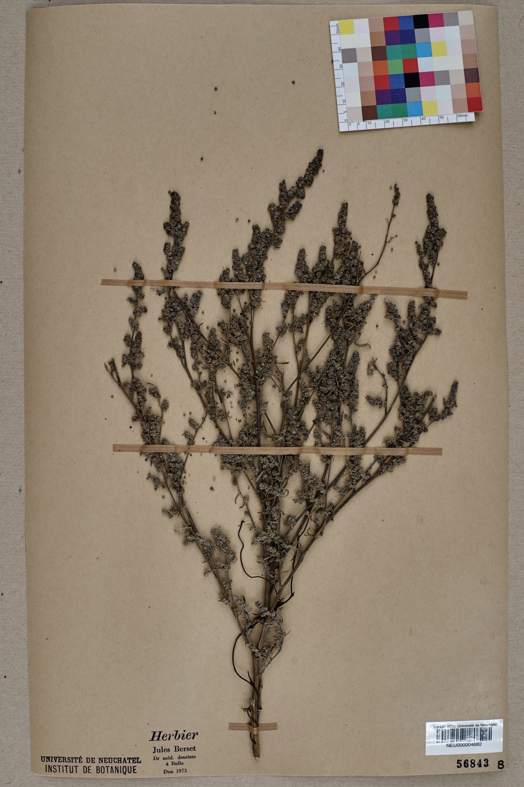 Desert Goosefoot (Chenopodium pratericola) plant