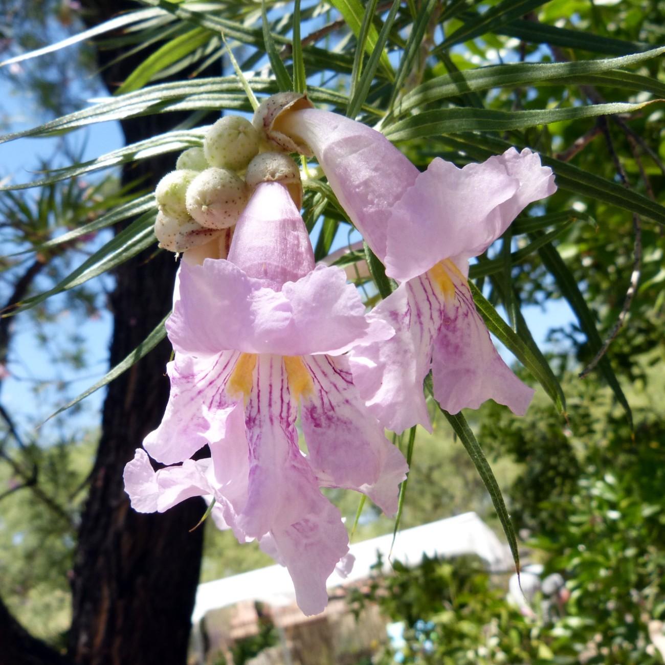 desert willow (Chilopsis linearis var. linearis) plant — close-up photo
