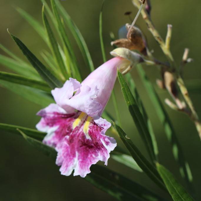 desert willow (Chilopsis linearis) plant — close-up photo