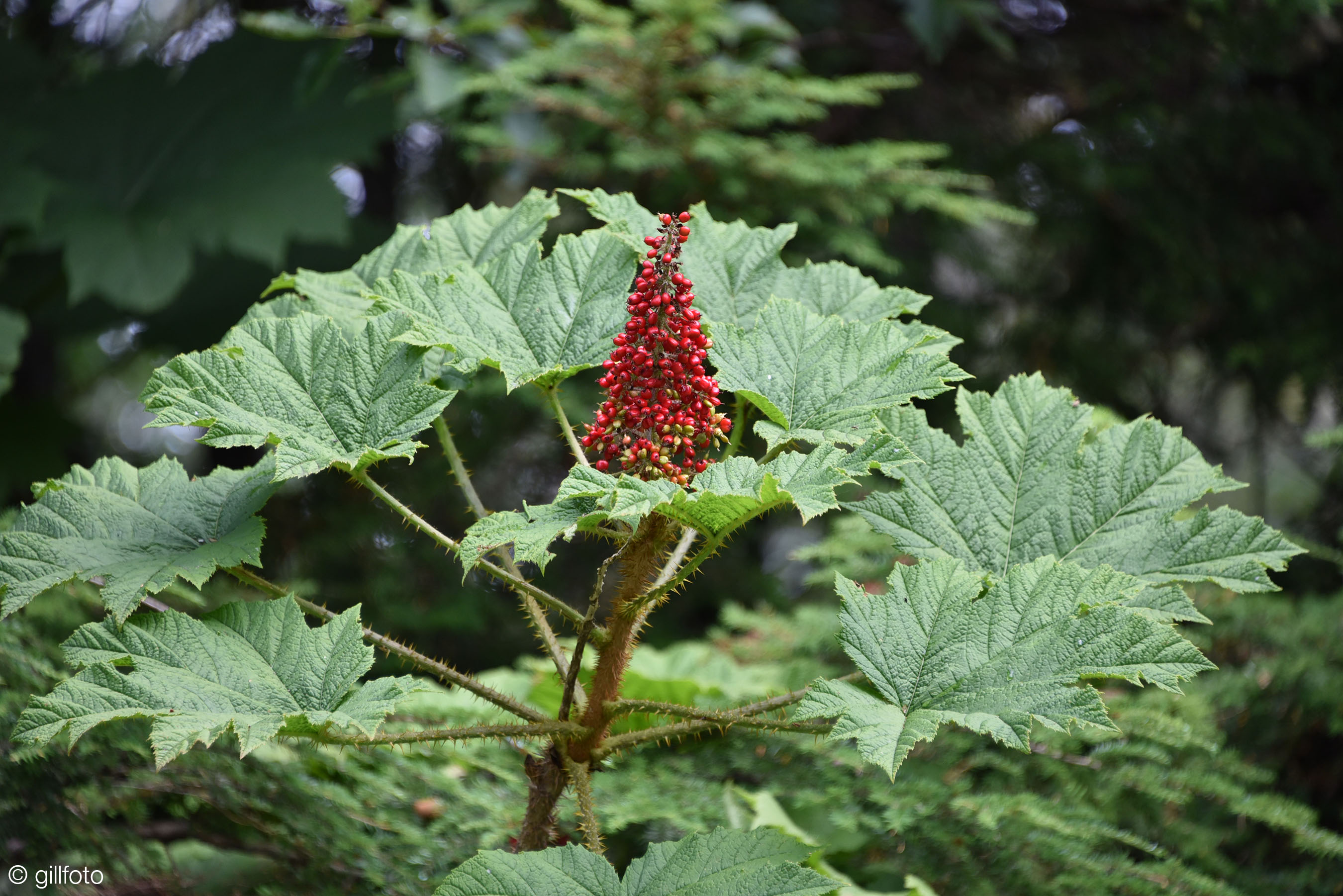Devil's Club (Oplopanax horridus) plant