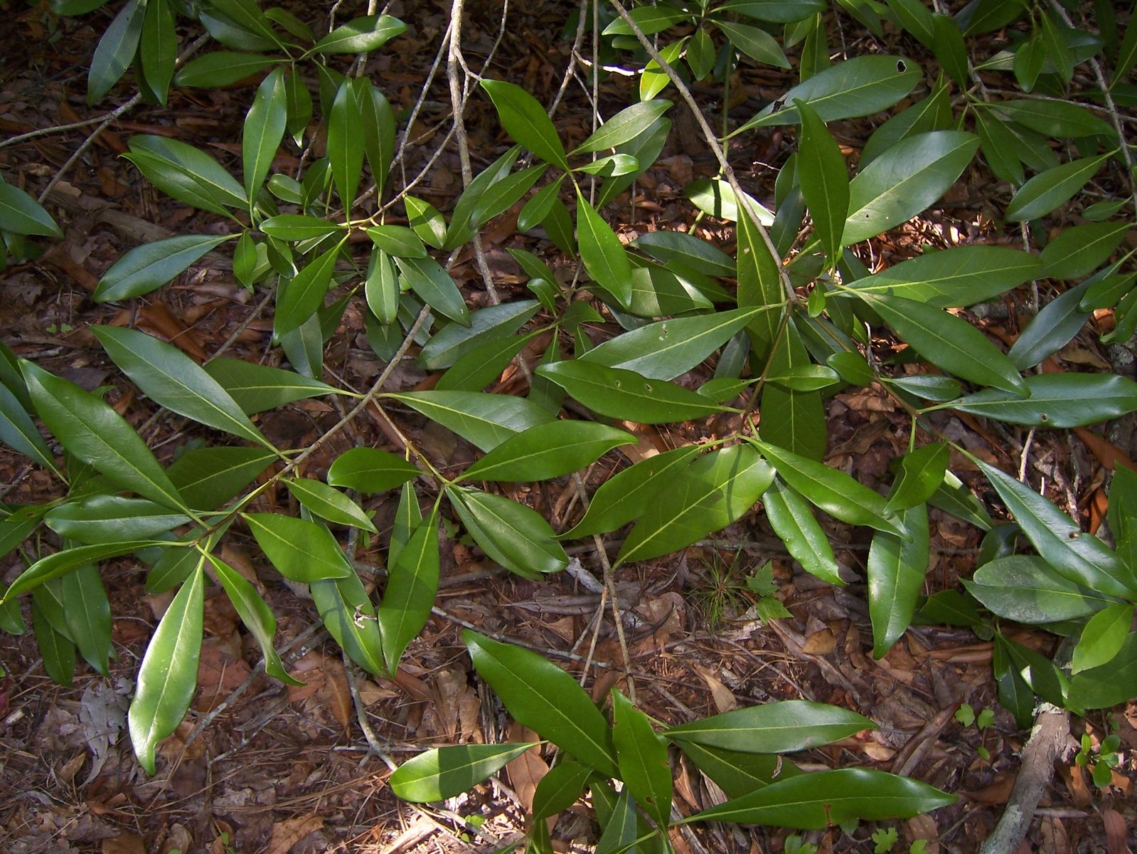 Devilwood (Osmanthus americanus) plant