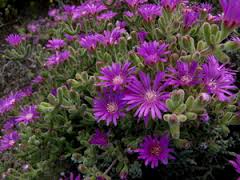 Dew Flower (Drosanthemum floribundum) plant