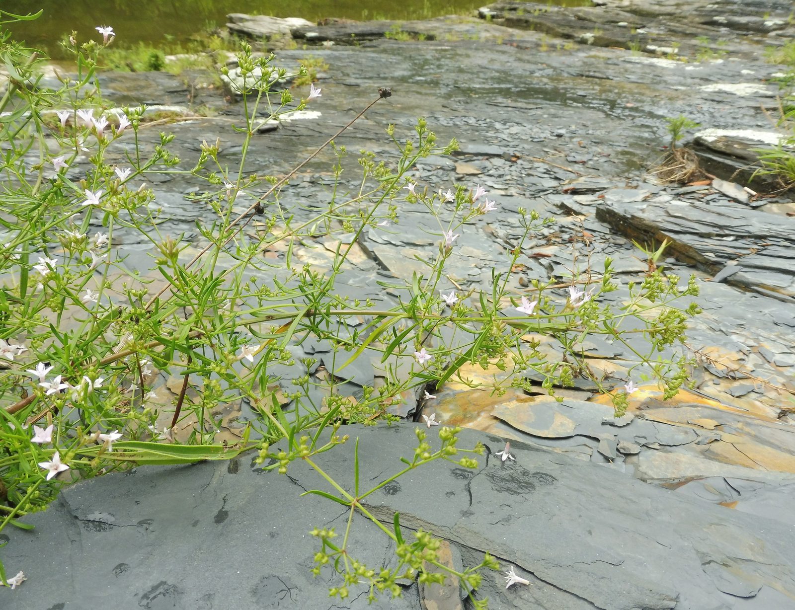 Diamondflowers (Stenaria nigricans) plant