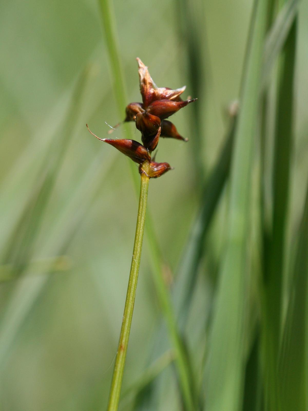 Dioecious Sedge (Carex dioica) plant