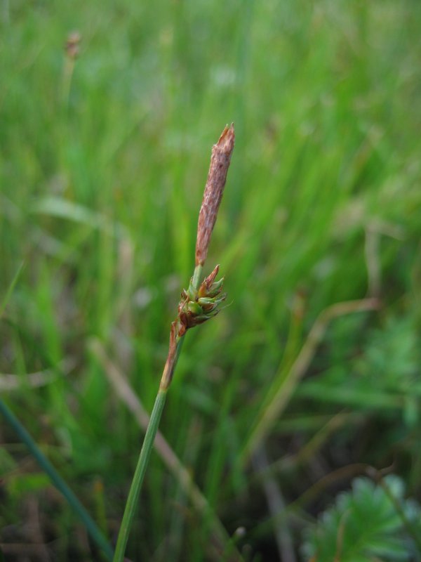 Distant Sedge (Carex distans) plant