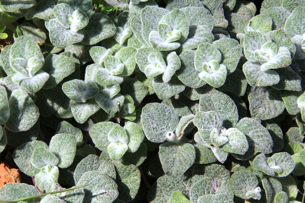 Dittany Of Crete (Origanum dictamnus) plant