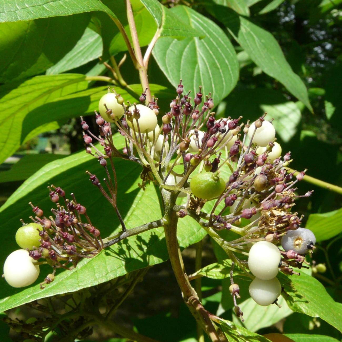 dogwood (Cornus drummondii) plant — close-up photo