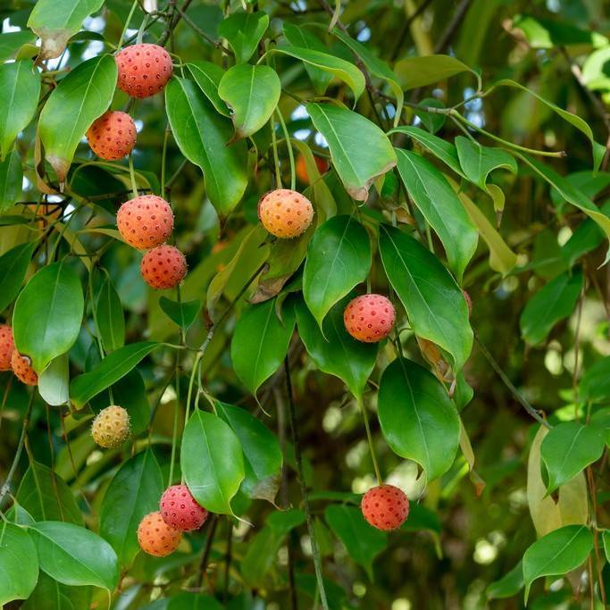 dogwood (Cornus elliptica) plant — close-up photo