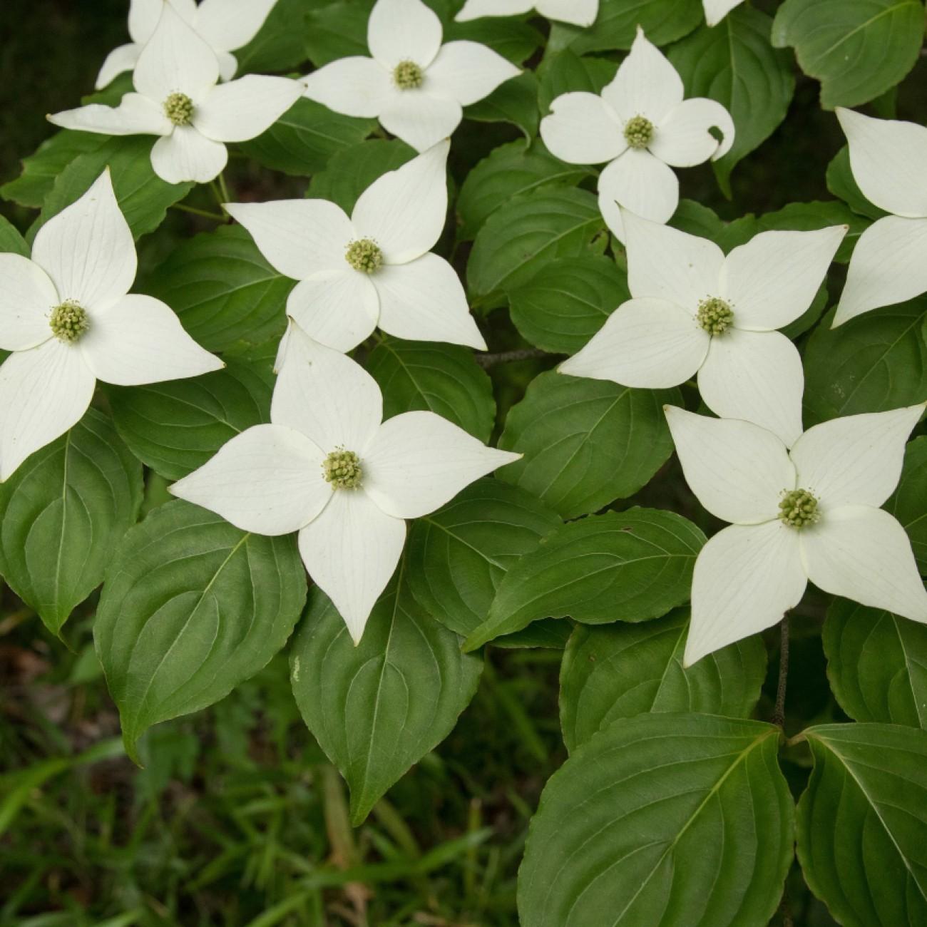 dogwood (Cornus elliptica 'Elsbry' EMPRESS OF CHINA) plant — close-up photo
