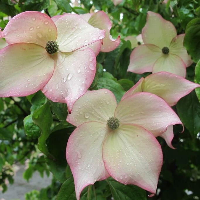 dogwood (Cornus 'Rutfan' STARDUST) plant — close-up photo
