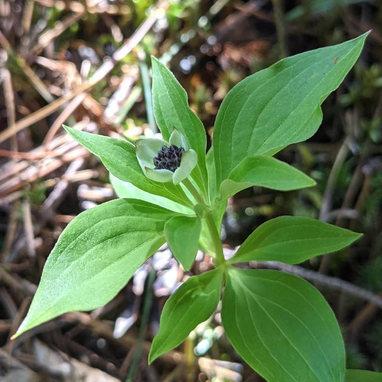 dogwood (Cornus wilsoniana) plant — close-up photo