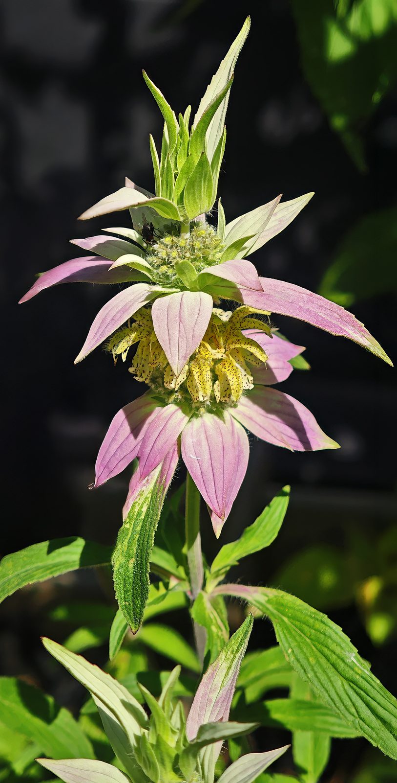 Dotted Beebalm (Monarda punctata) plant