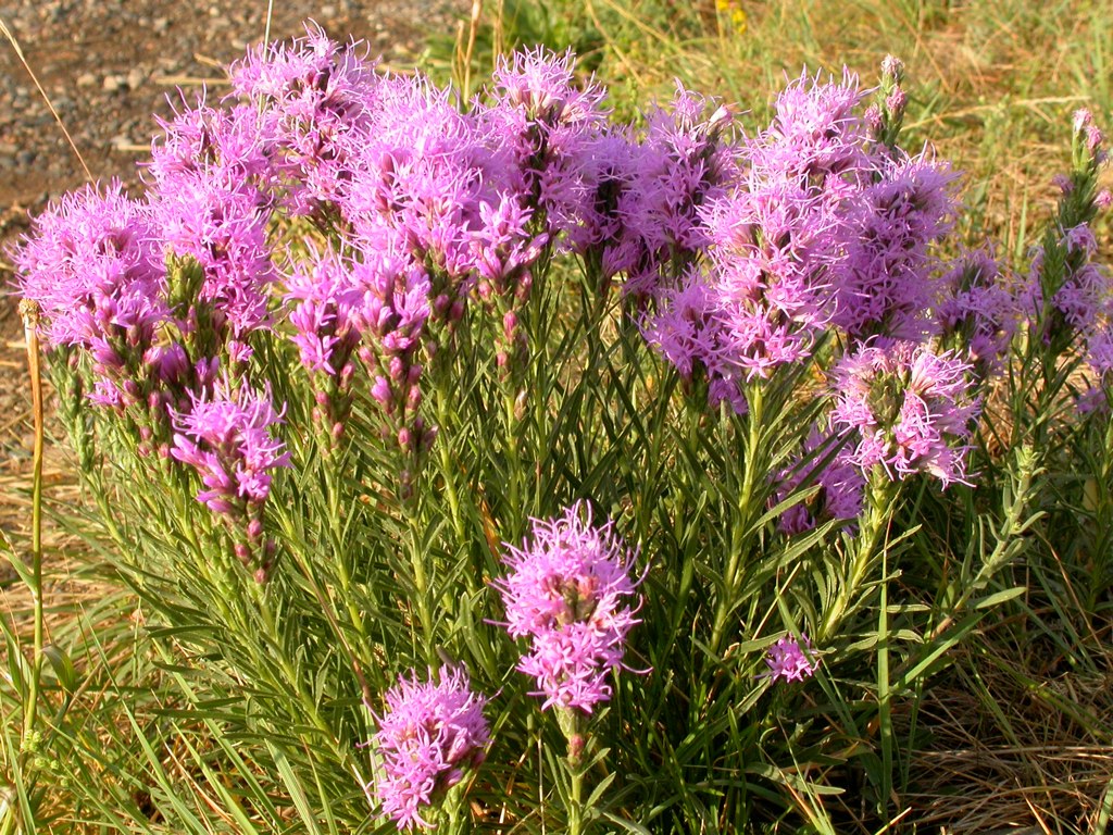 Dotted Blazing Star (Liatris punctata) plant