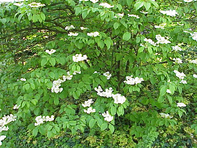 Doublefile Viburnum (Viburnum plicatum f. tomentosum) plant