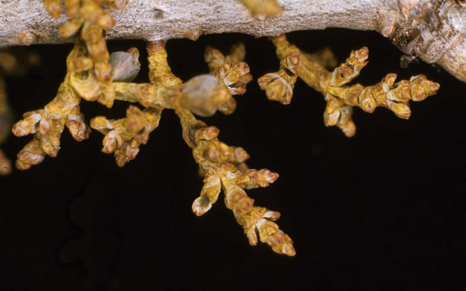 Douglas Fir Dwarf Mistletoe (Arceuthobium douglasii) plant