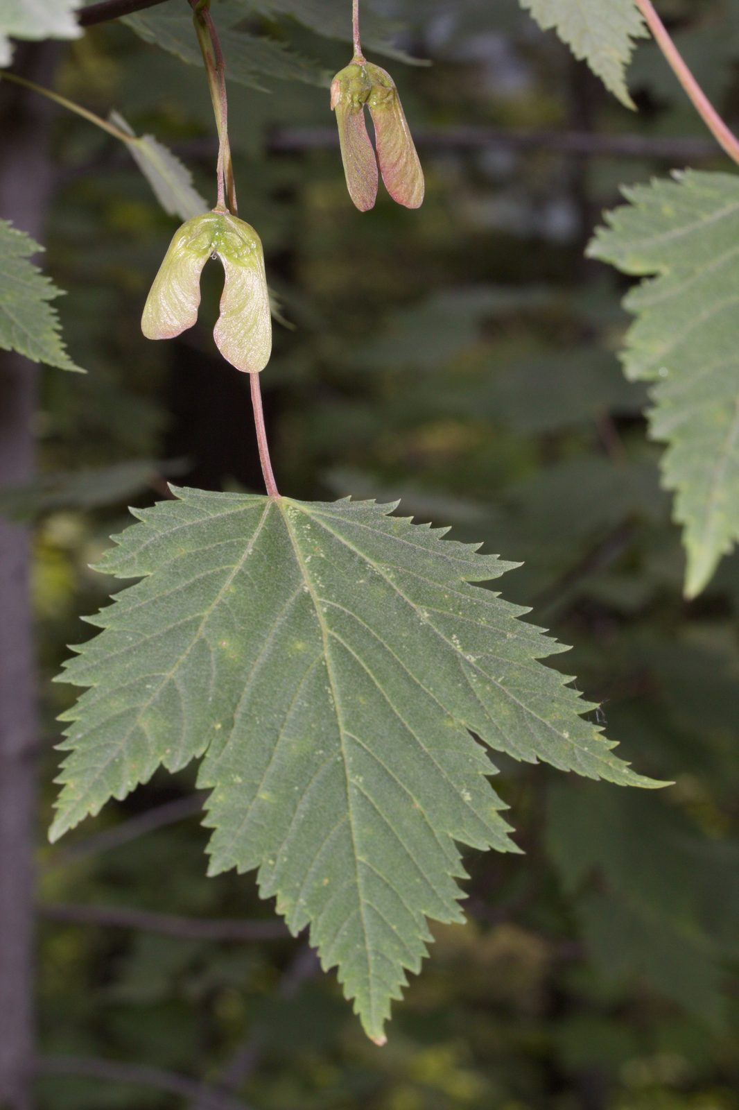 Douglas Maple (Acer glabrum var. douglasii) plant