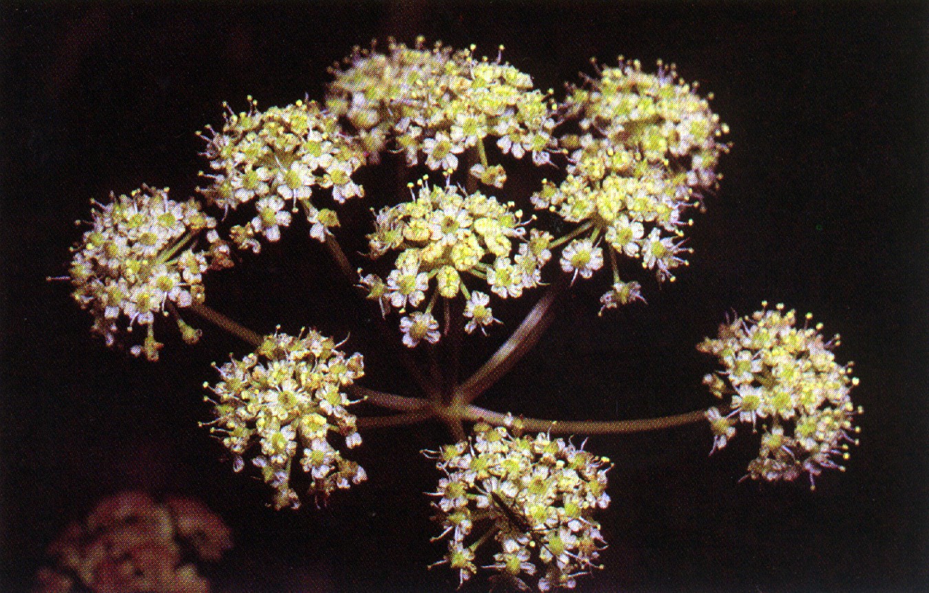 Douglas Water Hemlock (Cicuta douglasii) plant