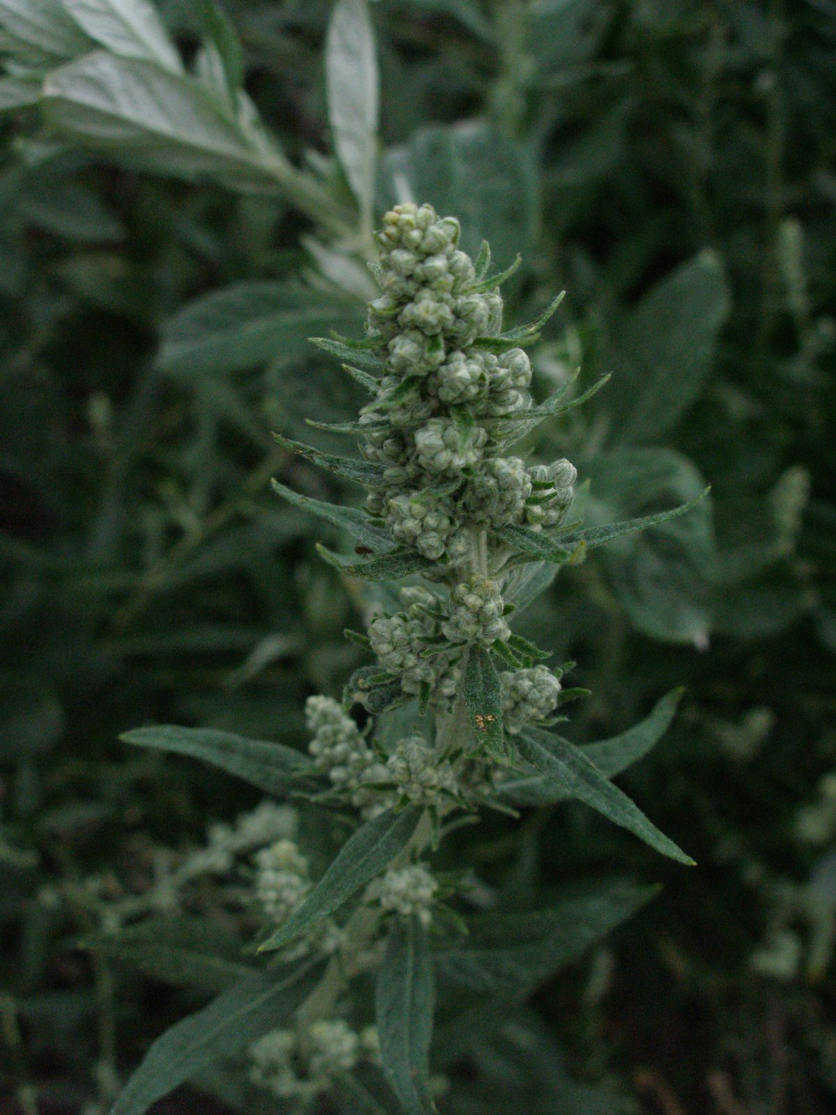 Douglas Wormwood (Artemisia douglasiana) plant