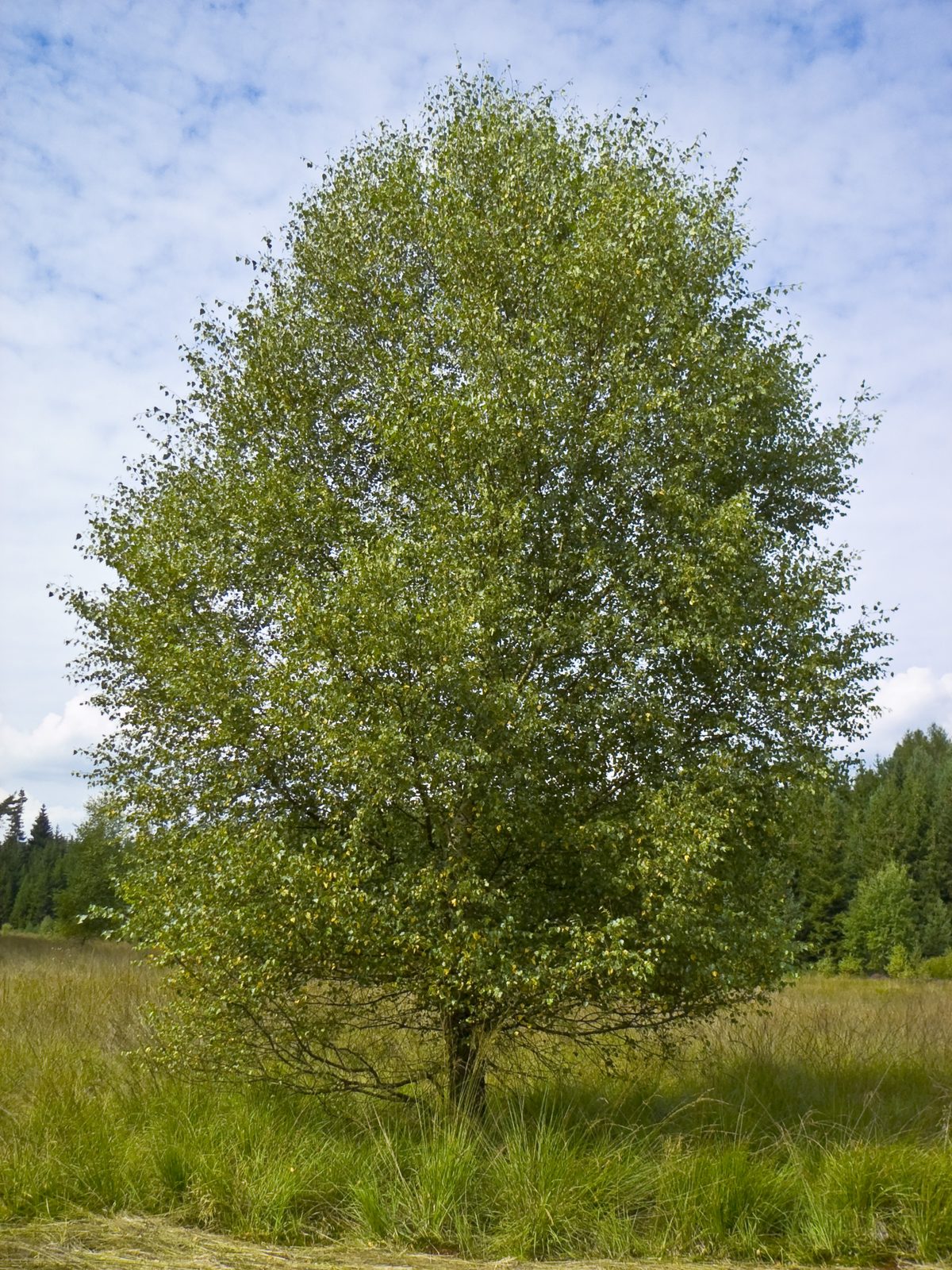 Downy Birch (Betula pubescens) plant
