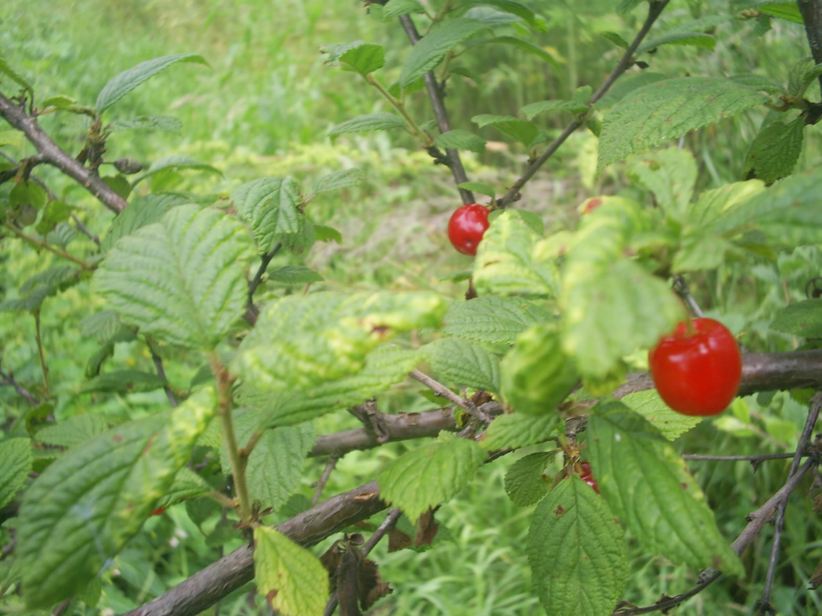 Downy Cherry (Prunus tomentosa) plant