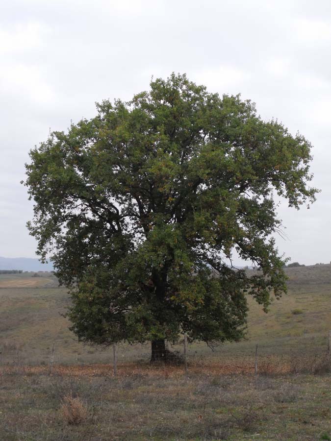 Downy Oak (Quercus pubescens) plant