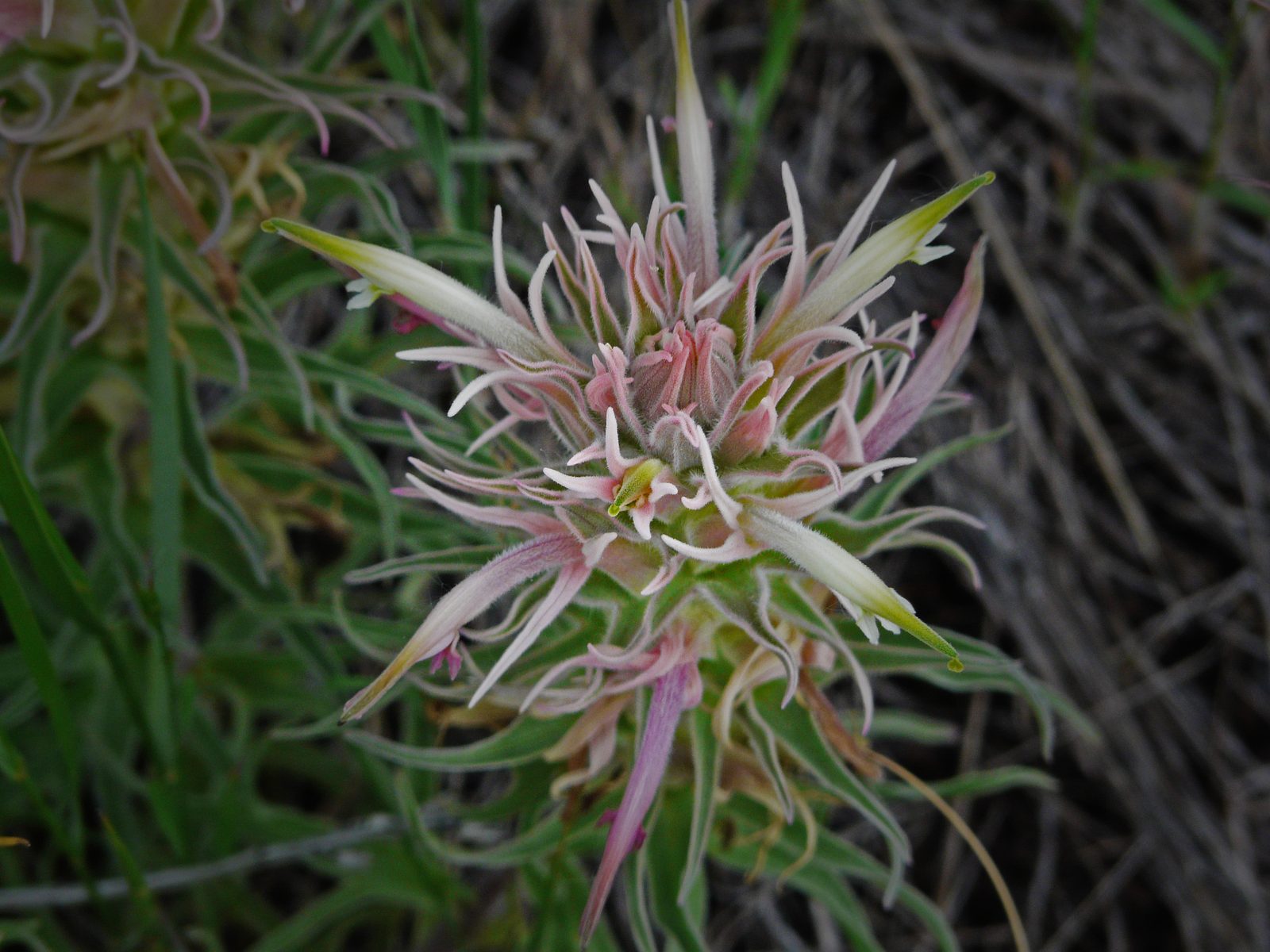 Downy Paintbrush (Castilleja sessiliflora) plant