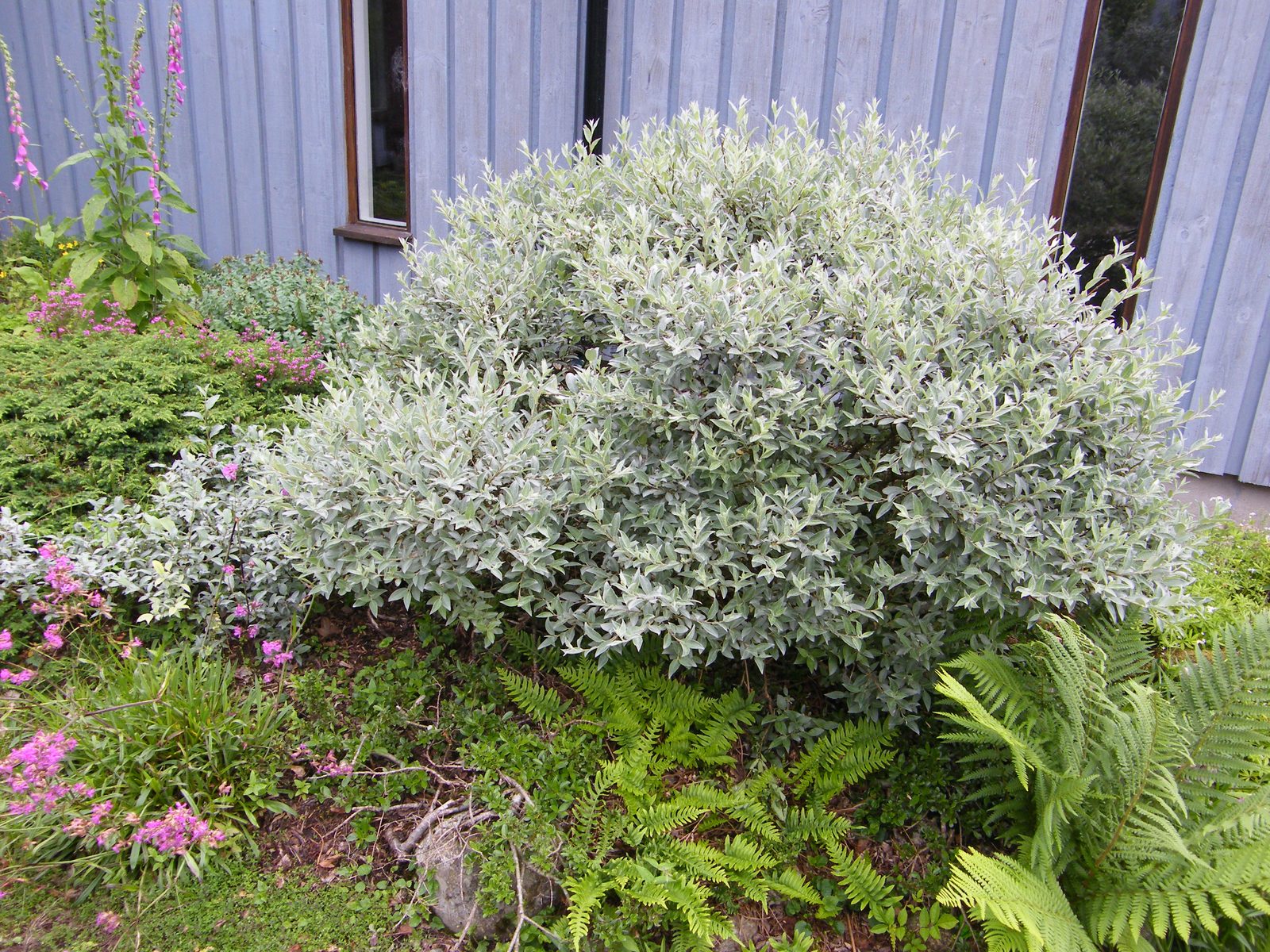 Downy Willow (Salix lapponum) plant