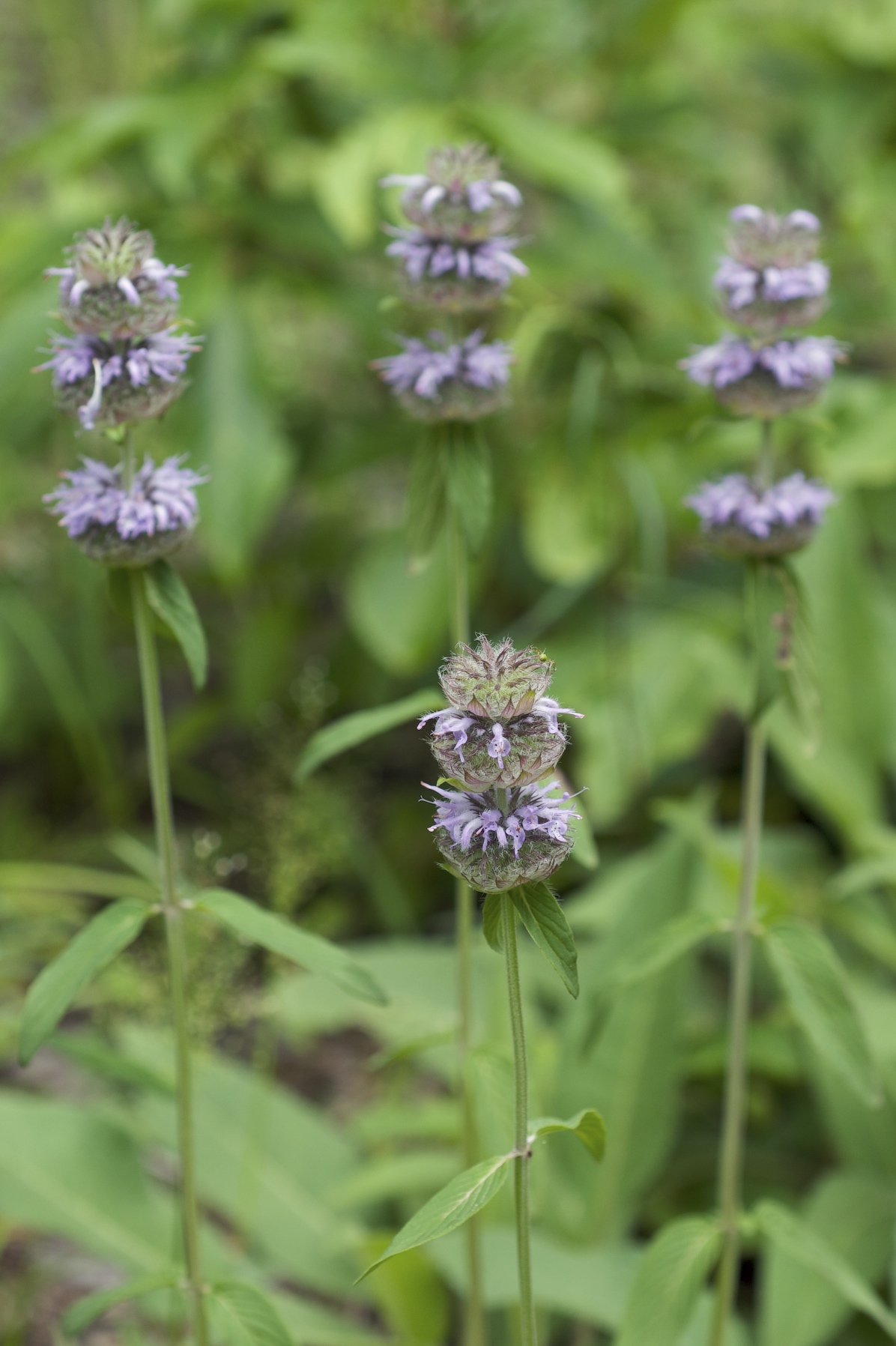 Downy Wood Mint (Blephilia ciliata) plant