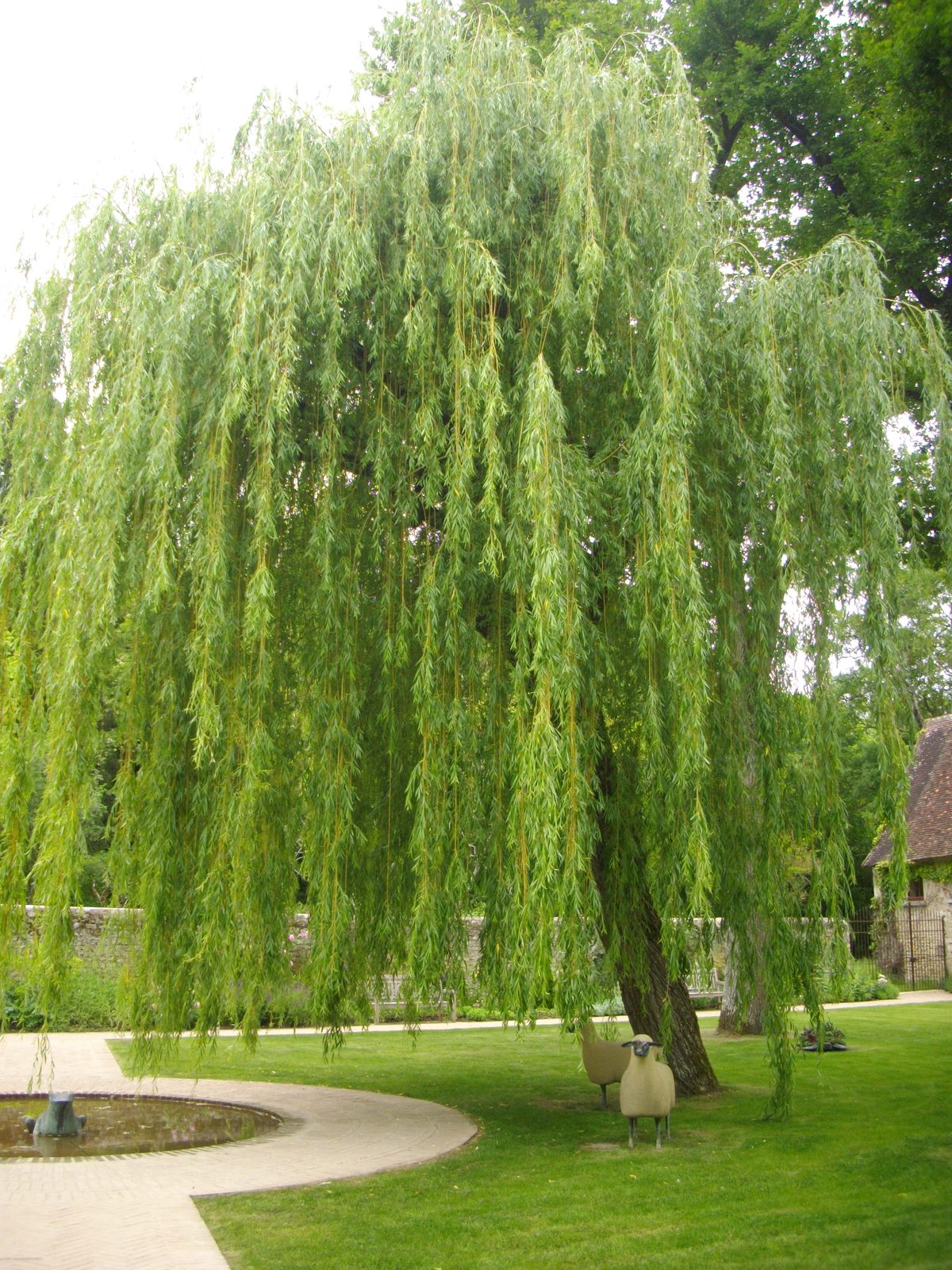Dragon's Claw Willow (Salix matsudana 'Tortuosa') plant