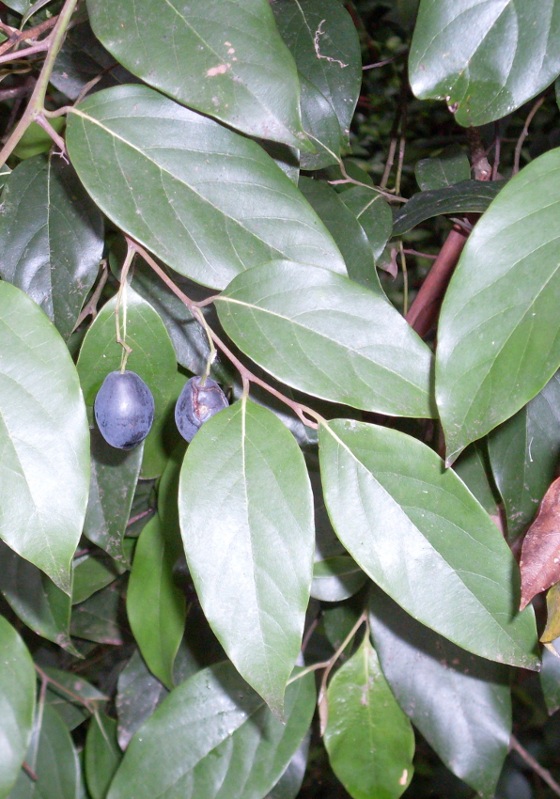Drooping Laurel (Cryptocarya rigida) plant