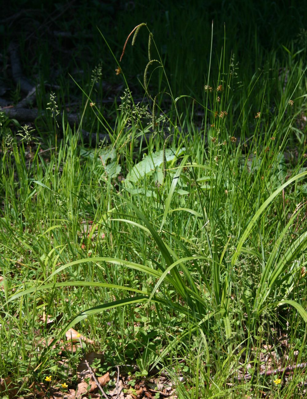 Drooping Sedge (Carex pendula) plant