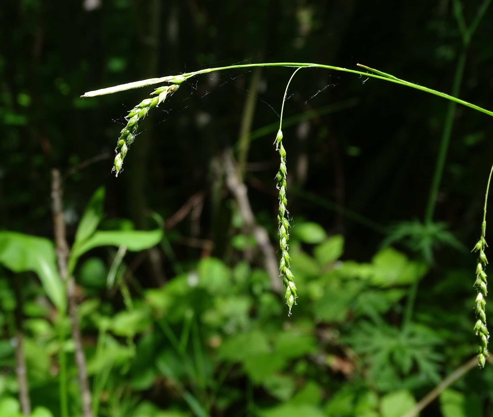 Drooping Wood Sedge (Carex arctata) plant