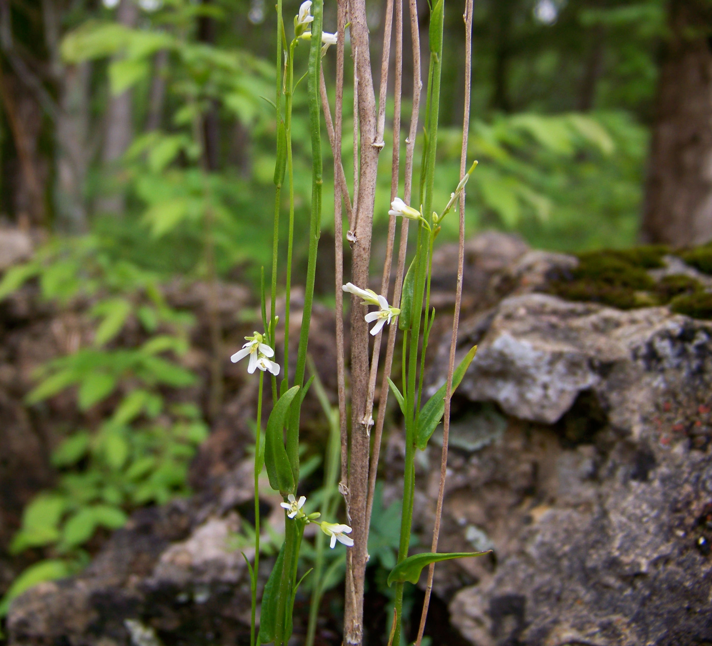 Dropseed Rockcress (Arabis pycnocarpa) plant