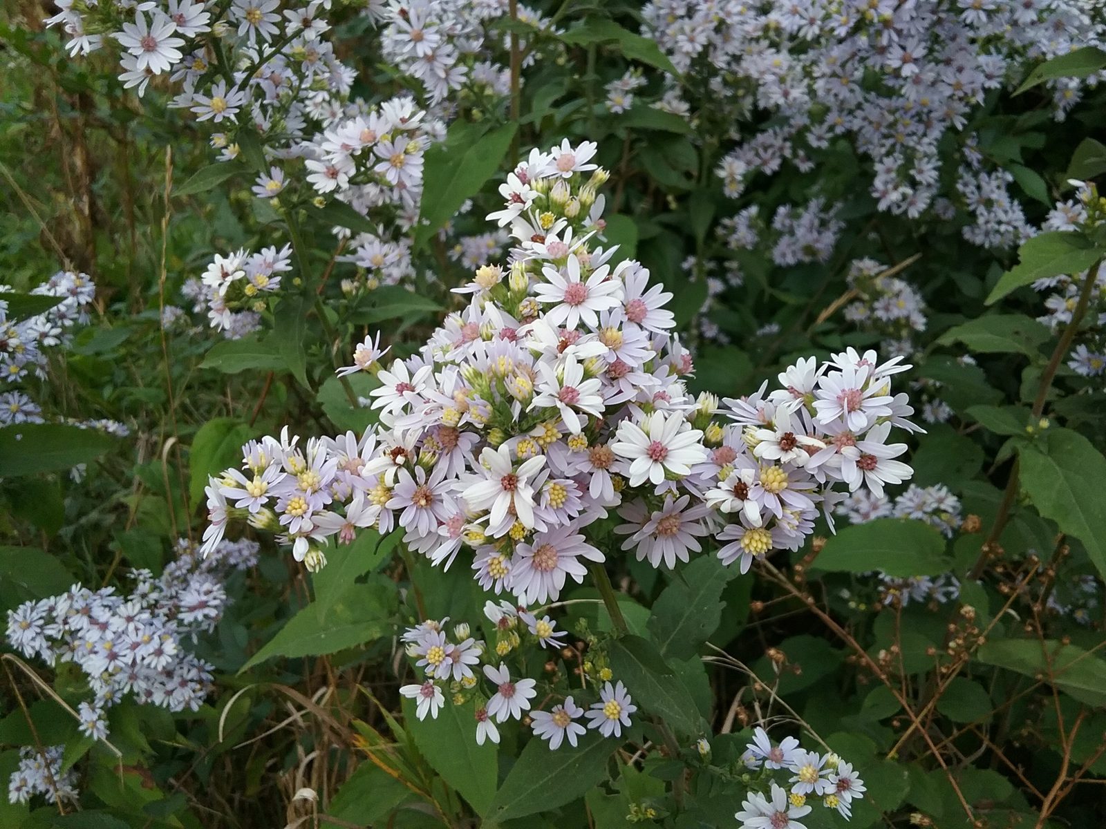 Drummond Aster (Symphyotrichum drummondii) plant