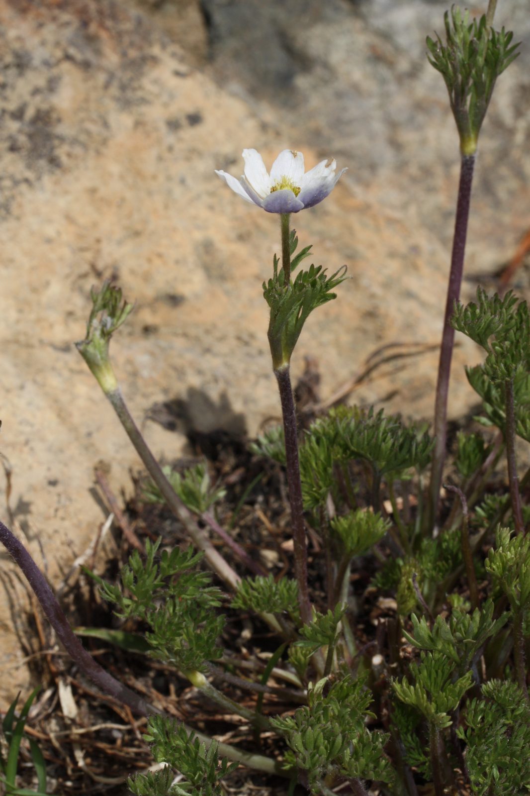 Drummond's Anemone (Anemone drummondii) plant