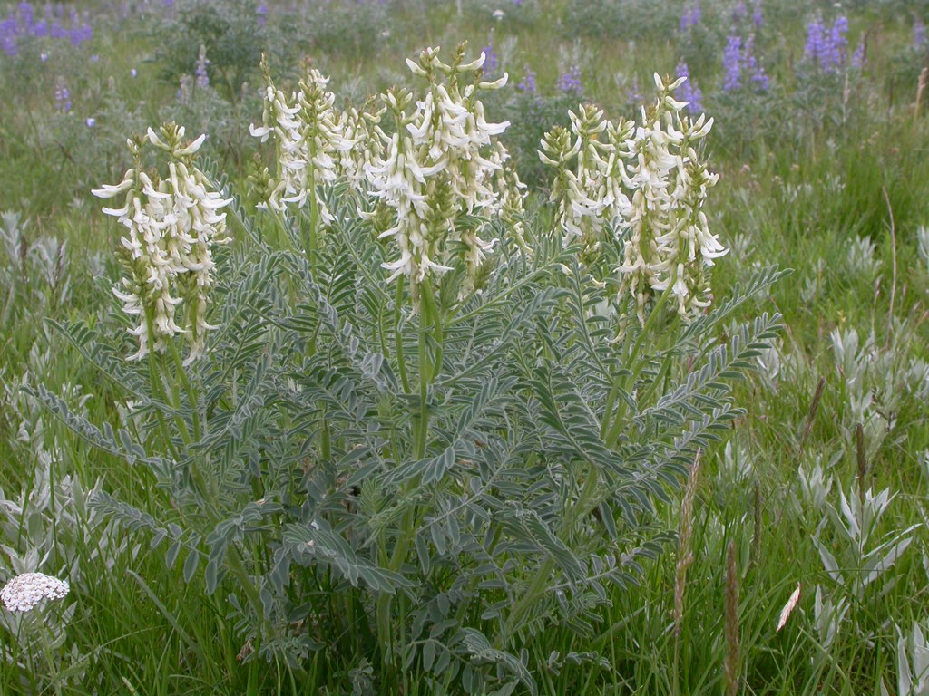 Drummond's Milk Vetch (Astragalus drummondii) plant